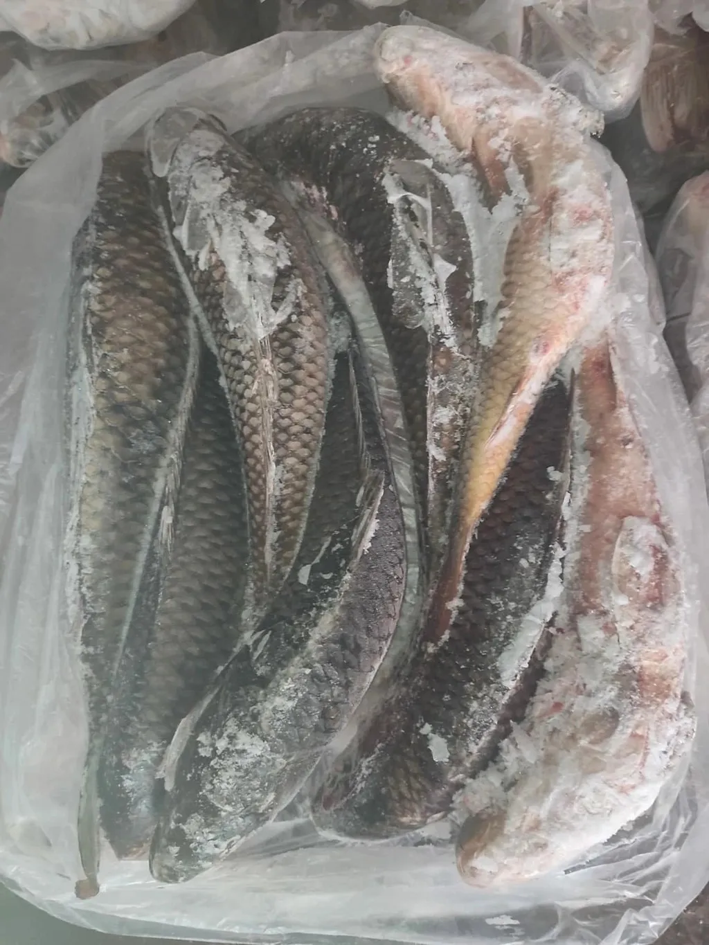 везу вяленую рыбу в Крым в Севастополе 4